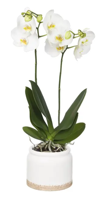 Orchidee 2-tak D15 H110