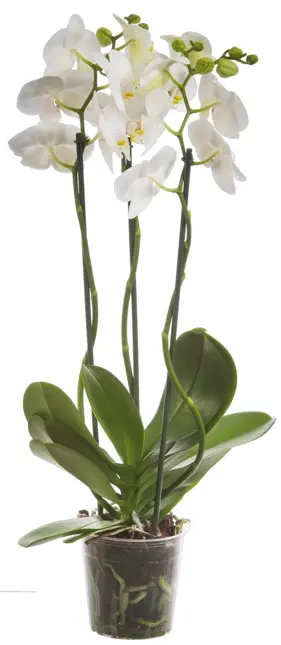 Orchidee 3-tak  D12 H70 - image 2