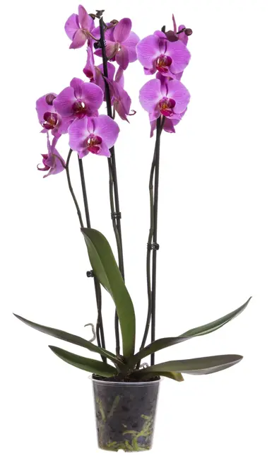 Orchidee 3-tak  D12 H70 - image 1