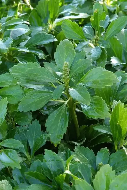 Pachysandra terminalis potØ9 cm