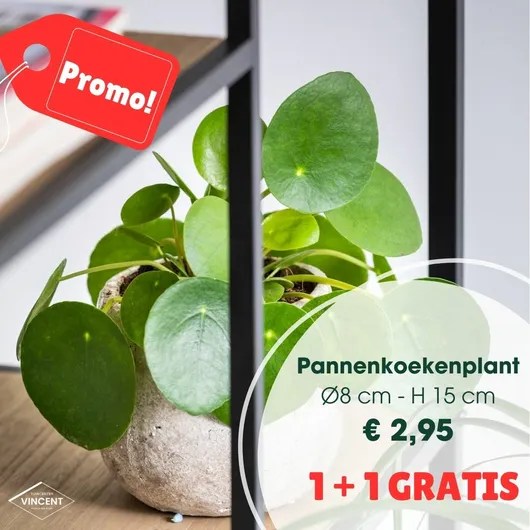 Pannenkoekenplant