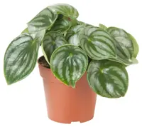 Peperomia argyreia 'watermelon D13 H20