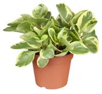 Peperomia obtipan bicolor 'golden Genua' D13 H20