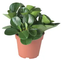 Peperomia obtusifolia 'bohemian bravour' D15 H30