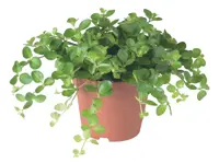 Peperomia rotundifolia 'rondo venetiano' D13 H15