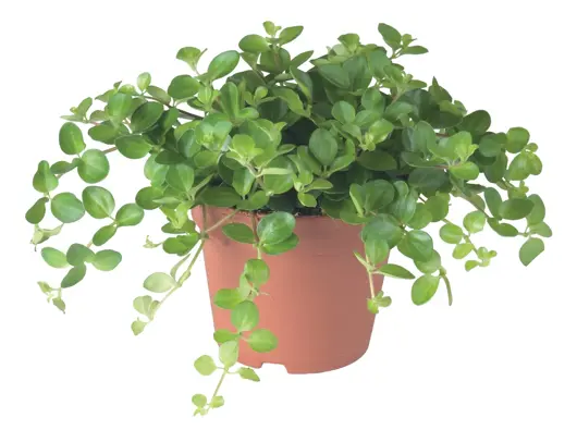 Peperomia rotundifolia 'rondo venetiano' D15 H20