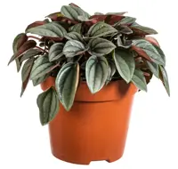 Peperomia santorini 'punto Grigio' D13 H20