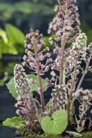 Petasites hybrides