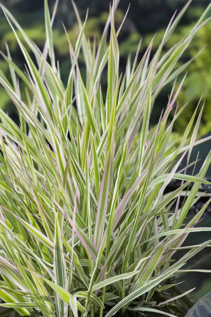 Phalaris arundinacea 'Picta'