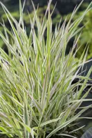 Phalaris arundinaea 'Picta'