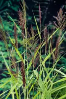 Phragmites australis