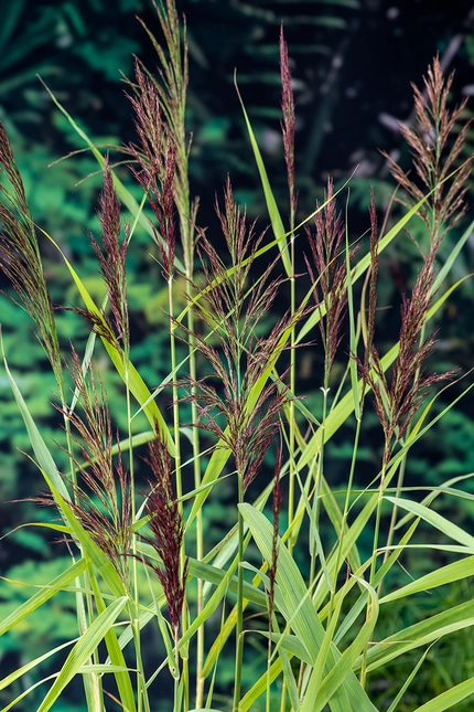 Phragmites australis - afbeelding 2