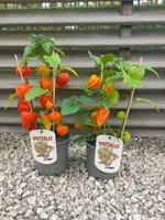 Physalis P13 1 + 1 GRATIS - afbeelding 1