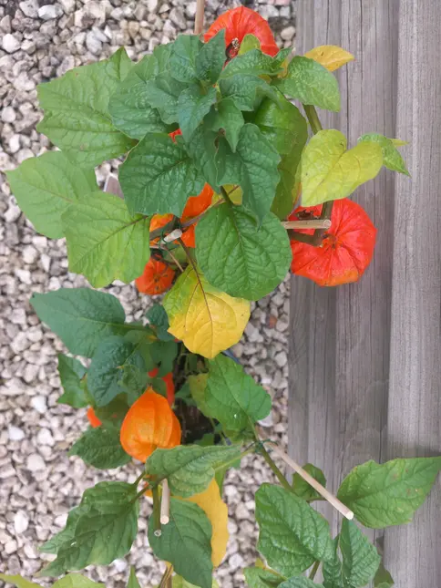 Physalis P13 1 + 1 GRATIS - afbeelding 2