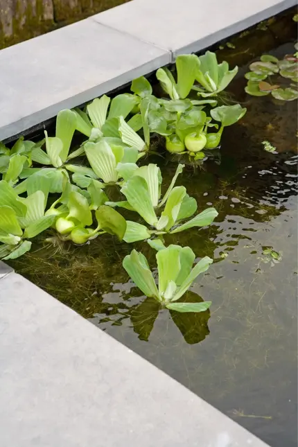 Pistia stratiotes (Mosselplant) - image 1