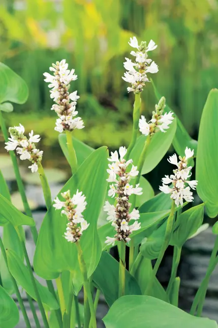 Pontederia cordata alba