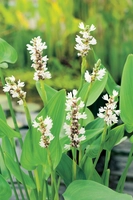 Pontederia cordata alba - afbeelding 2