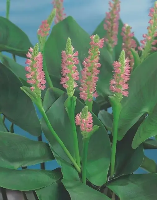 Pontederia cordata pink pons