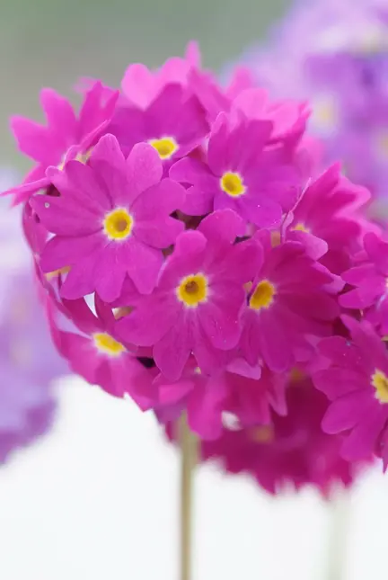 Primula rosea