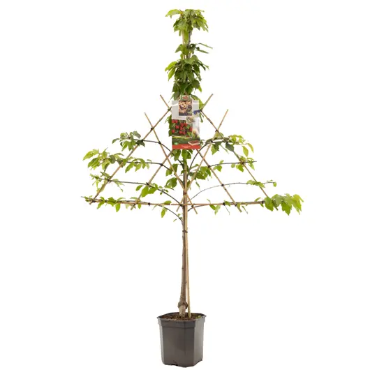 Prunus avium stella - leivorm laagstam - afbeelding 1