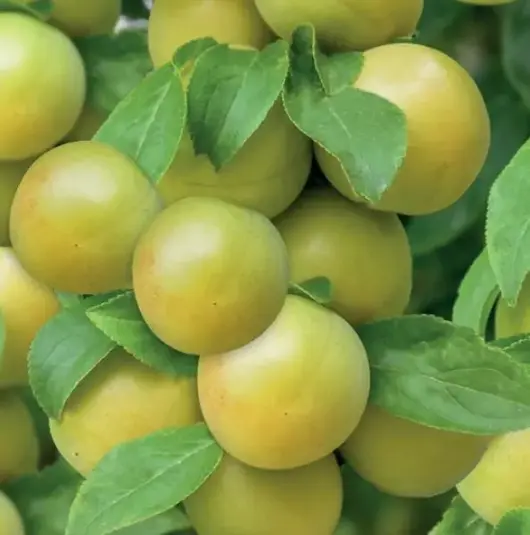 Prunus d. ontario - patiofruit - image 2