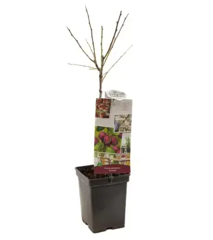 Prunus d. 'victoria' - patiofruit - image 1