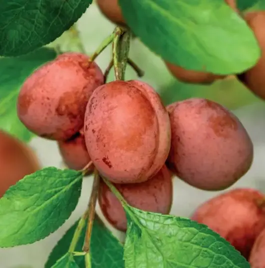 Prunus d. 'victoria' - patiofruit - image 2