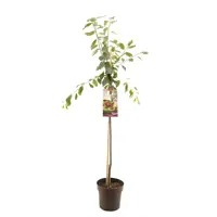 Prunus dom. victoria halfstam 120cm - image 1