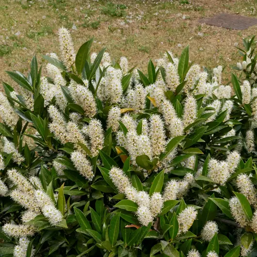 Prunus laurocerasus  'otto luycken' 25/30