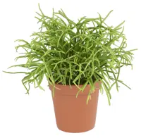 Rhipsalis cashero D13 H15