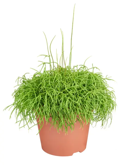 Rhipsalis cashero D15 H25