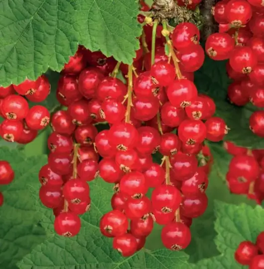 Ribes rubrum Rolan 5l - aalbes/trosbes zelfbestuivend - image 2