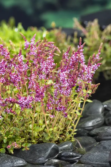 Rotala indica