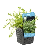 Rotala rotundifolia green - afbeelding 1