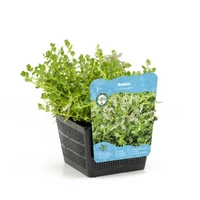 Rotala rotundifolia green - afbeelding 1