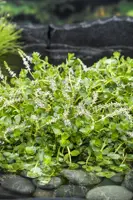 Rotala rotundifolia green