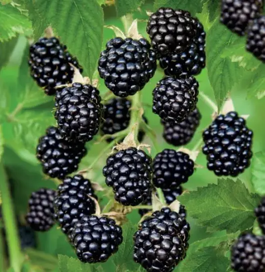 Rubus frut. Black Satin 2l - braam zelfbestuivend - image 2