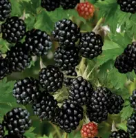 Rubus frut. Thornless Evergreen 2l - doornloze braam zelfbestuivend - image 2