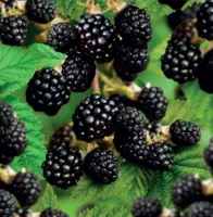 Rubus frut. Triple Crown 2l - doornloze braam zelfbestuivend - image 2