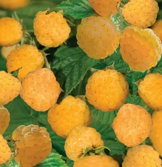 Rubus id. Fallgold 2l - gele herfstframboos zelfbestuivend - image 2