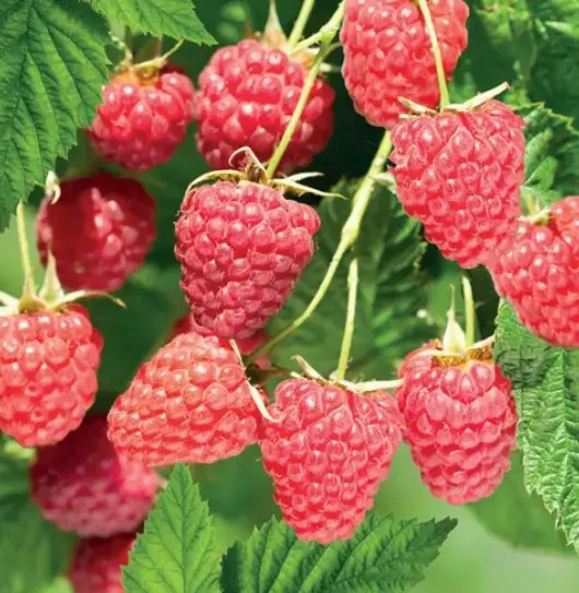 Rubus id. Malling Promise 2l - zomerframboos zelfbestuivend - image 2