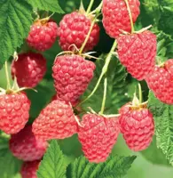 Rubus id. Malling Promise 2l - zomerframboos zelfbestuivend - image 2