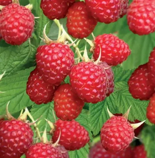 Rubus idaeus 'glen ample' 2L - framboos zelfbestuivend - image 2