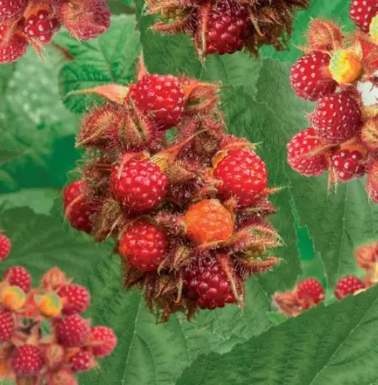 Rubus ph. Japanse wijnbes 2l - framboosachtige vrucht zelfbestuivend - image 2