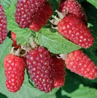 Rubus Tayberry 2l - braam/framboos/logan zelfbestuivend - image 2