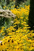 Rudbeckia filgida p15