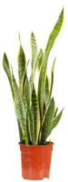 Sansevieria 'Laurentii' D14 H55