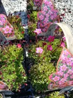 Saxifraga arendsii 'Carpet Purple' - mossteenbreek rood fourpack - image 2