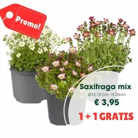 Saxifraga mix p12