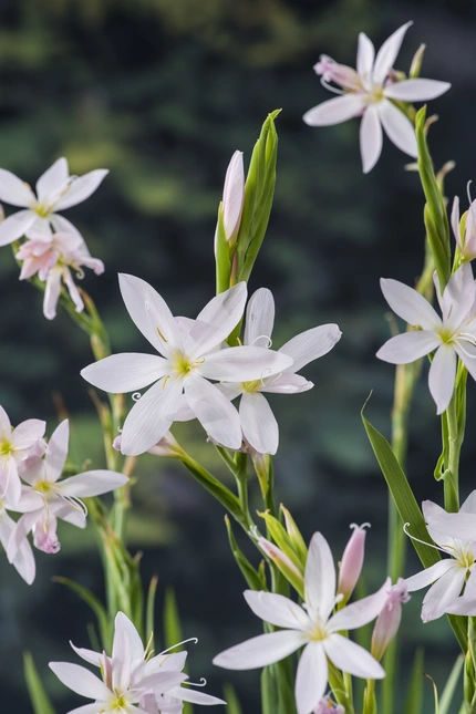 Schizostylis coccinea alba